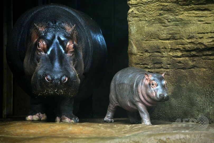 生後1か月の赤ちゃんカバ、目をまん丸にして水泳も チェコ