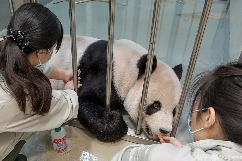 台湾の雄パンダ死ぬ 中国との友好の印