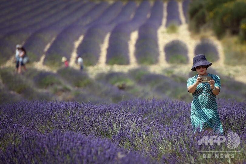 一面のラベンダー畑に多くの観光客 フランス南東 写真12枚 国際ニュース Afpbb News 一面のラベンダー畑に多くの観光客 フランス南東 写真12枚 国際ニュース Afpbb News