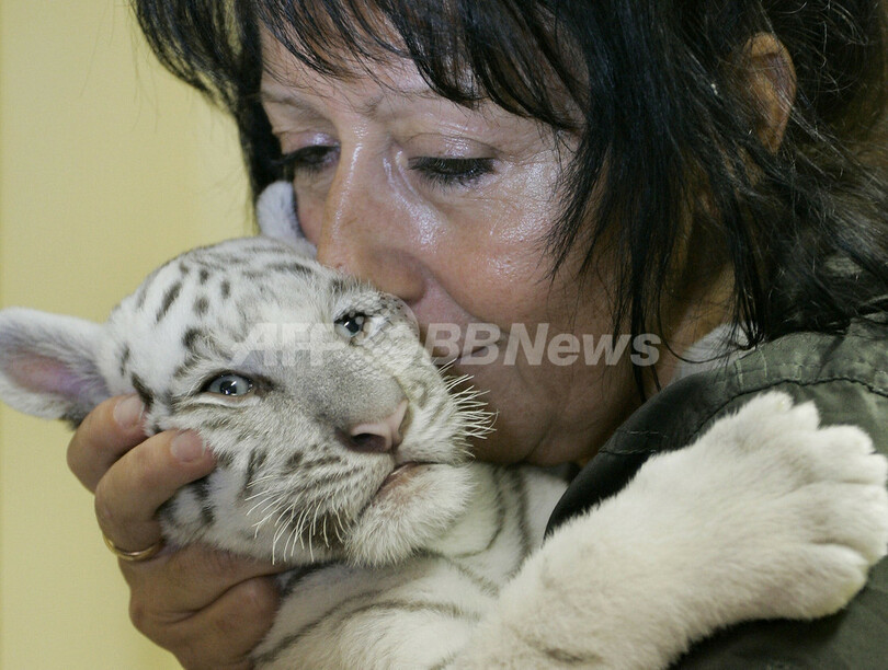 ホワイトタイガーの赤ちゃん、ミルクですくすく