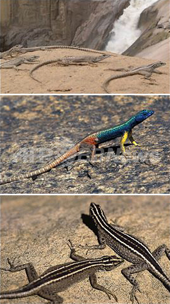 攻撃を避けるため「女装」するトカゲ、南アフリカ