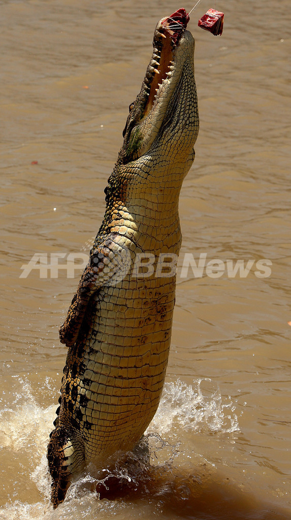 目の前でワニが跳ぶ! 迫力の「ジャンピング・クロコダイル」ツアー