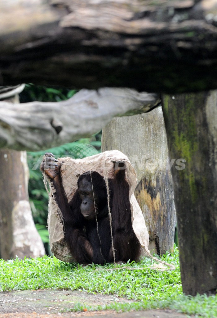 ちょっとおつかれ？絶滅危機のオランウータン シンガポール