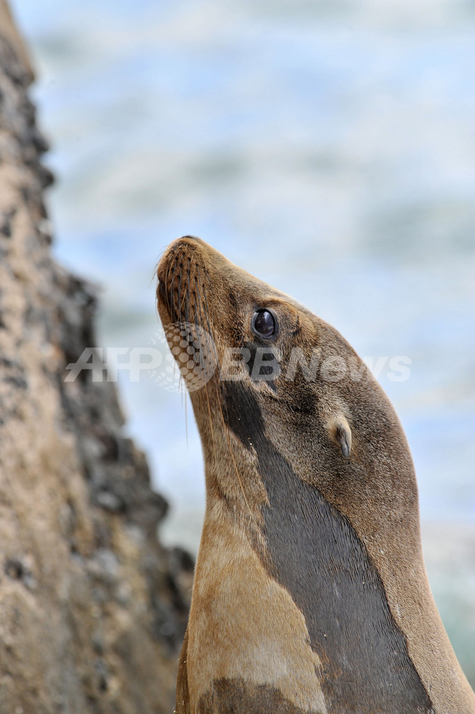 希少動物の天国、南米ガラパゴス諸島