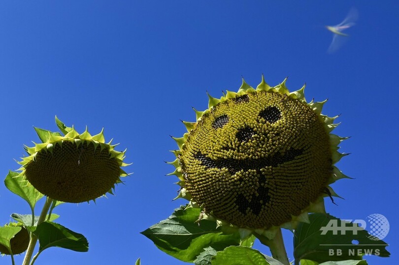 「にこっ」 青空の下にヒマワリのくっきり笑顔 ドイツ