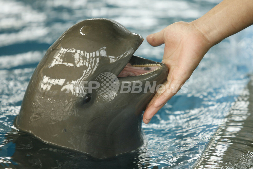 長江のスナメリ、生息数調査始まる