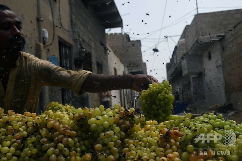 ハエ大発生で「地獄」の惨状に追い打ち、パキスタンの大都市カラチ