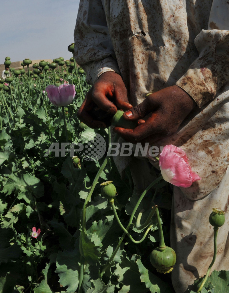 ケシ栽培から脱却できないアフガニスタンの農民