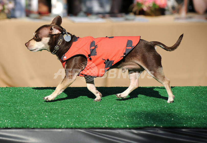 生活レベルはセレブ並！イヌのライフスタイル向上イベント