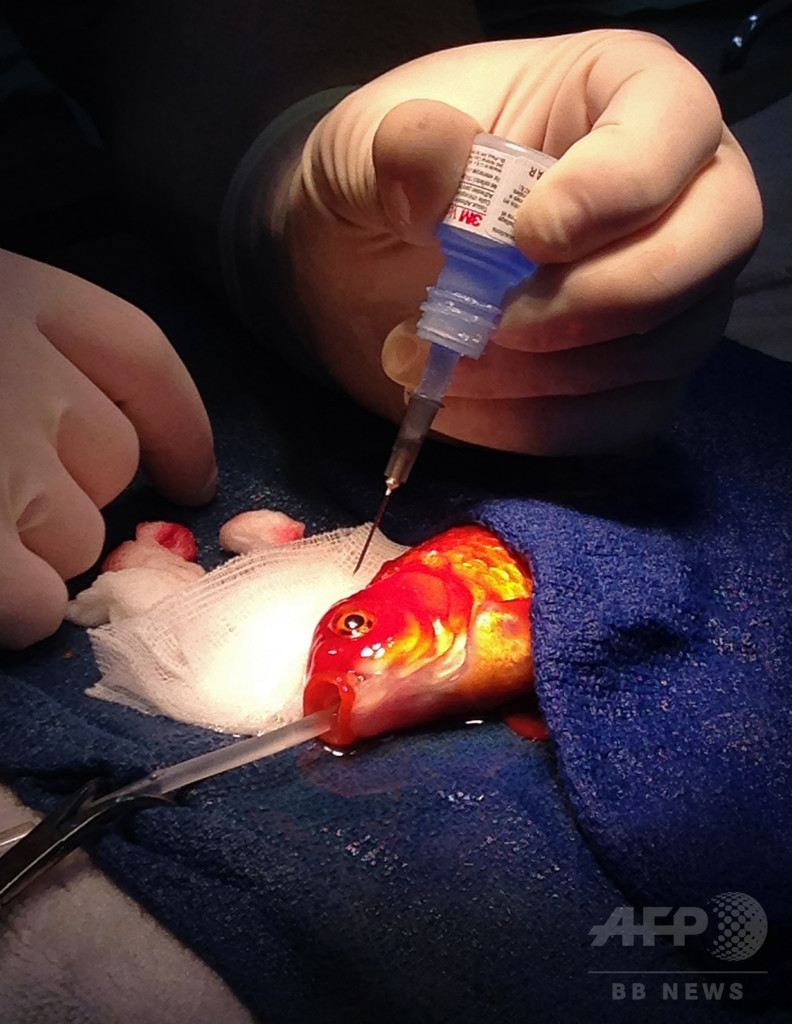 金魚の頭部から巨大腫瘍を除去、豪メルボルン