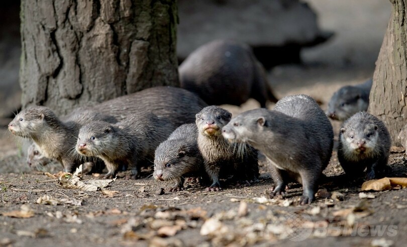 夢心地？ドイツのコツメカワウソ