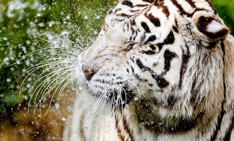 真夏日のオランダ、水浴びで顔もほころぶ？ホワイトタイガー