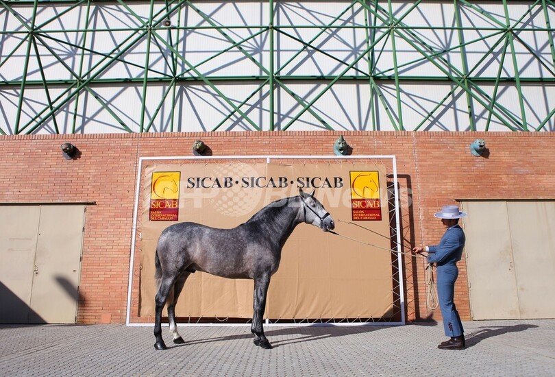 スペインで馬の見本市、多数の名馬が登場