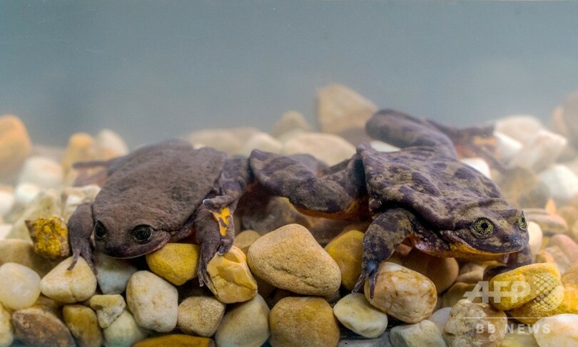 やっと会えた…独りぼっちのカエル「ロミオ」が「ジュリエット」と対面 ボリビア