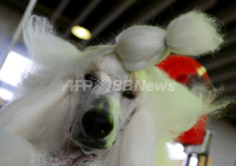 アーフェンピンシャーに栄冠、ウエストミンスター・ドッグショー