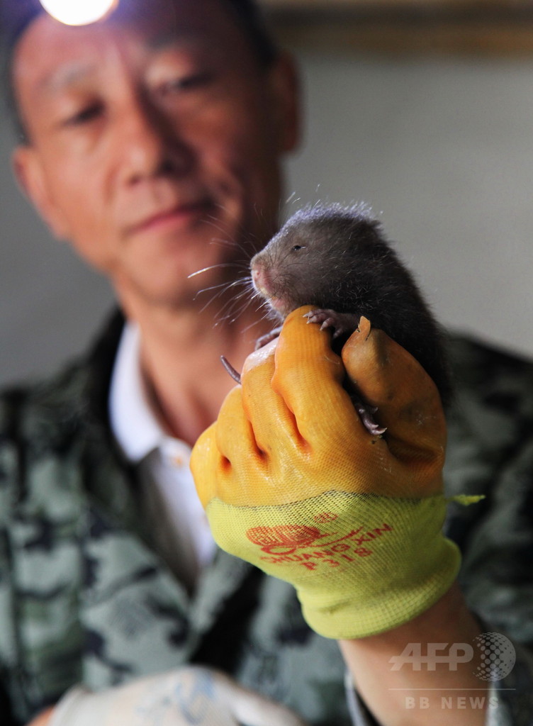 丸々としたタケネズミ 飼育で貧困から脱却 安徽省