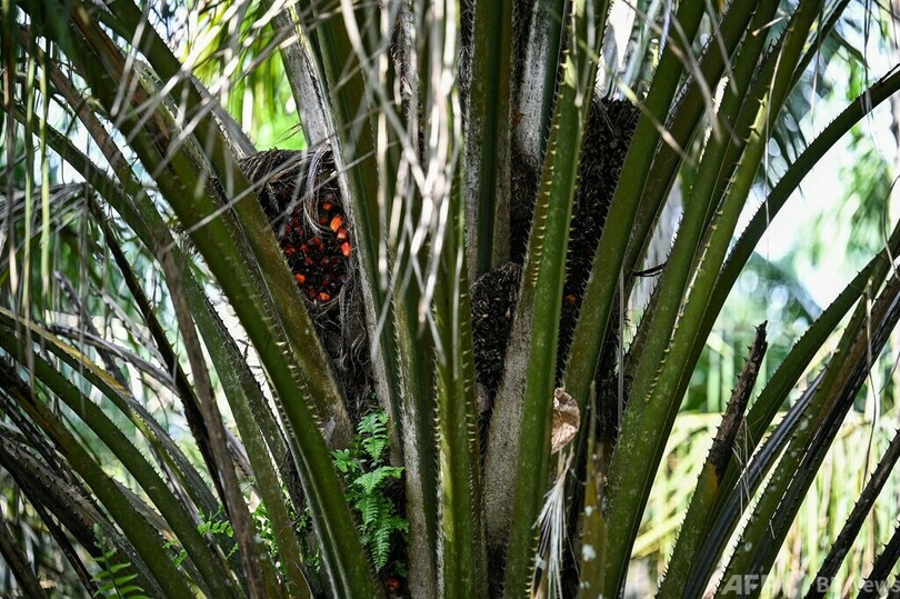 外国人労働者不足で収穫減 マレーシアのアブラヤシ農園