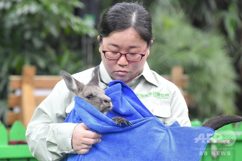 飼育員が赤ちゃんカンガルーの「ママ」に、手製の袋でだっこ 広州