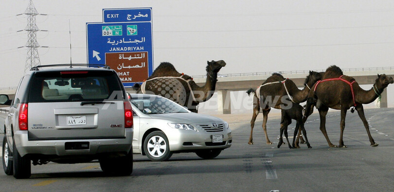 動物が原因で高速道路での車両事故増加 - サウジアラビア