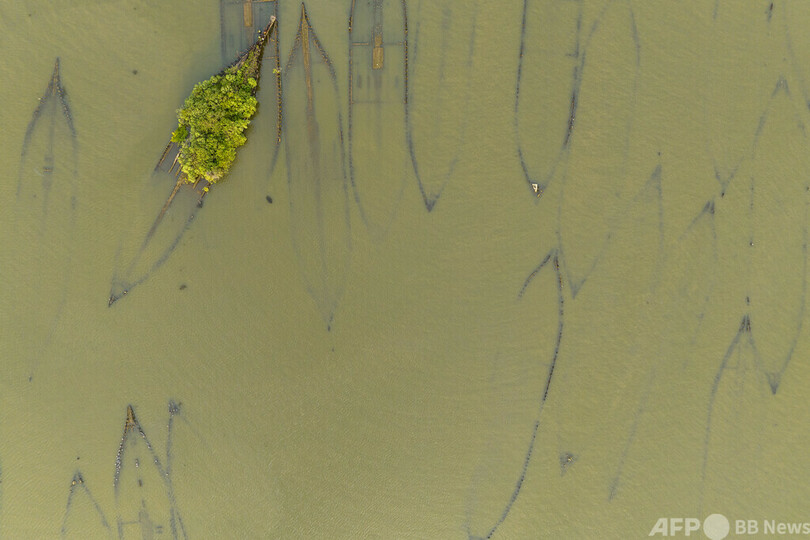 【今日の1枚】幽霊船に芽吹く命 米