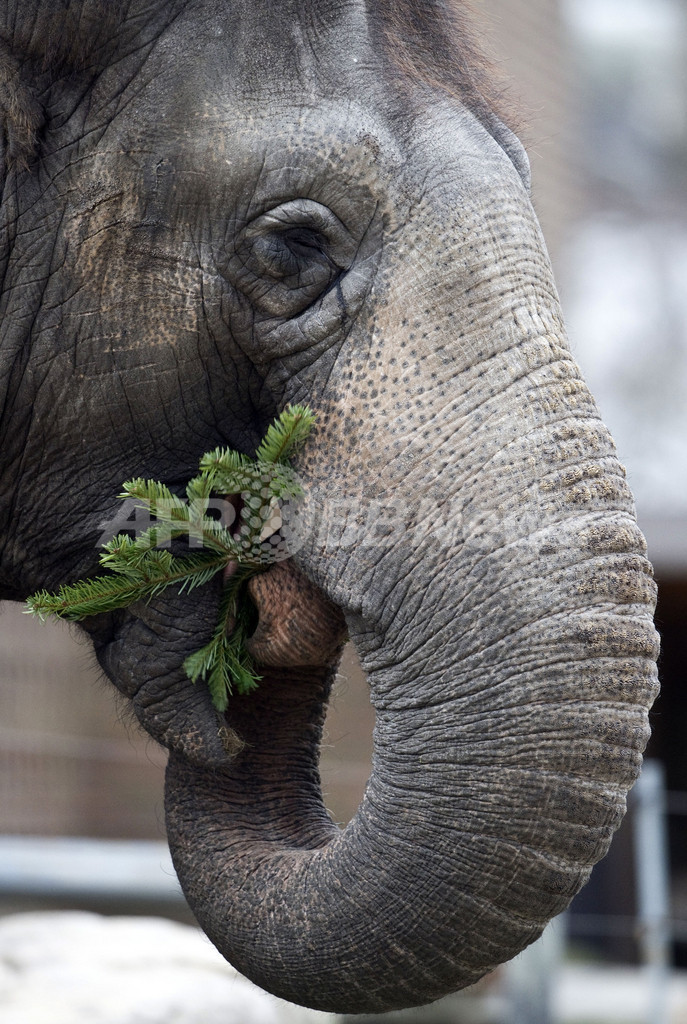クリスマスが終わるのが待ち遠しい？ベルリンのゾウにプレゼント