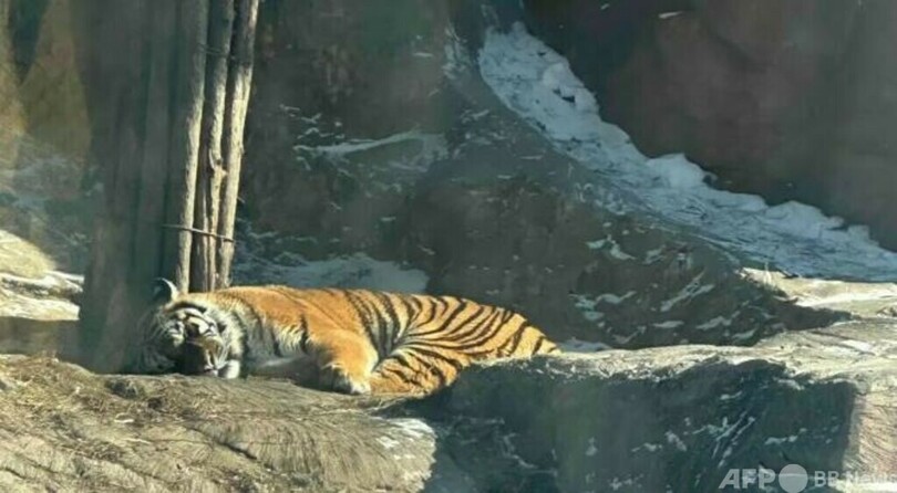 中国黒竜江 300頭余りのアムールトラが交代で「軽断食」