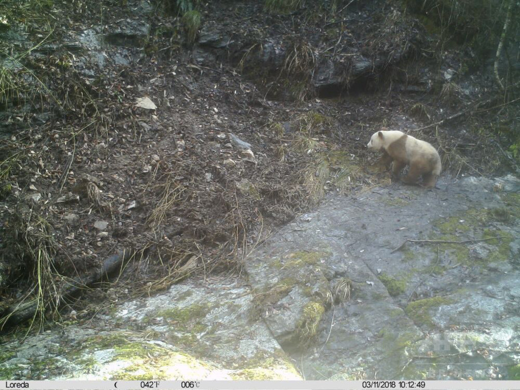 「茶色のパンダ」目撃情報 クマではないの? 陝西省 「茶色のパンダ」目撃情報 クマではないの? 陝西省