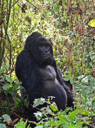 パンダの絶滅危機は一安心、ゴリラは「絶滅まであと一歩」 写真4枚