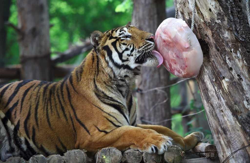 トラも氷にまっしぐら 動物たちにアイスのごほうび 韓国 龍仁 写真6枚 国際ニュース Afpbb News