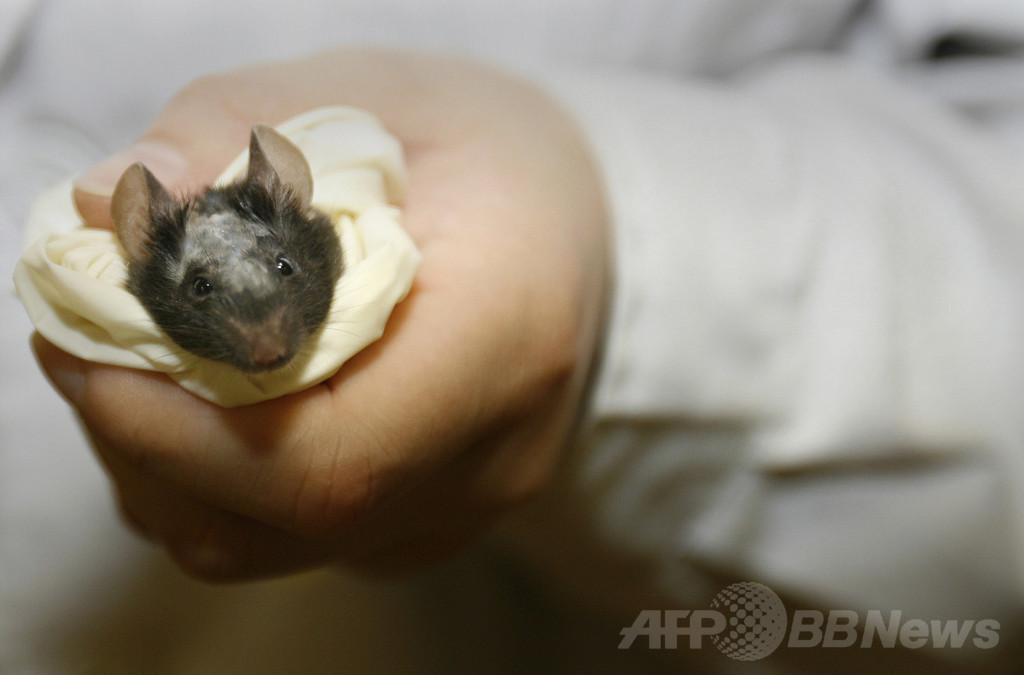 「過冷却」で移植肝臓の保存期間3倍に、ラット実験成功 米研究 「過冷却」で移植肝臓の保存期間3倍に、ラット実験成功 米研究