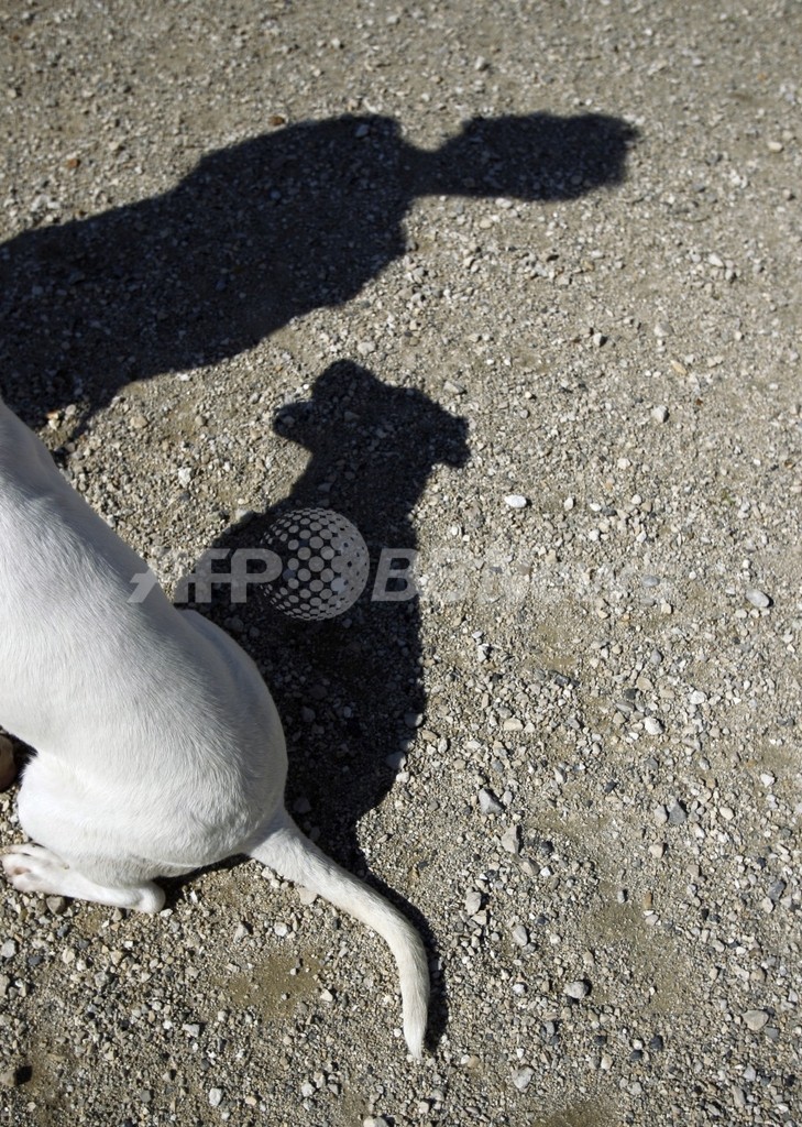 殺処分を命じられたイヌを救出、飼い主に有罪判決 殺処分を命じられたイヌを救出、飼い主に有罪判決