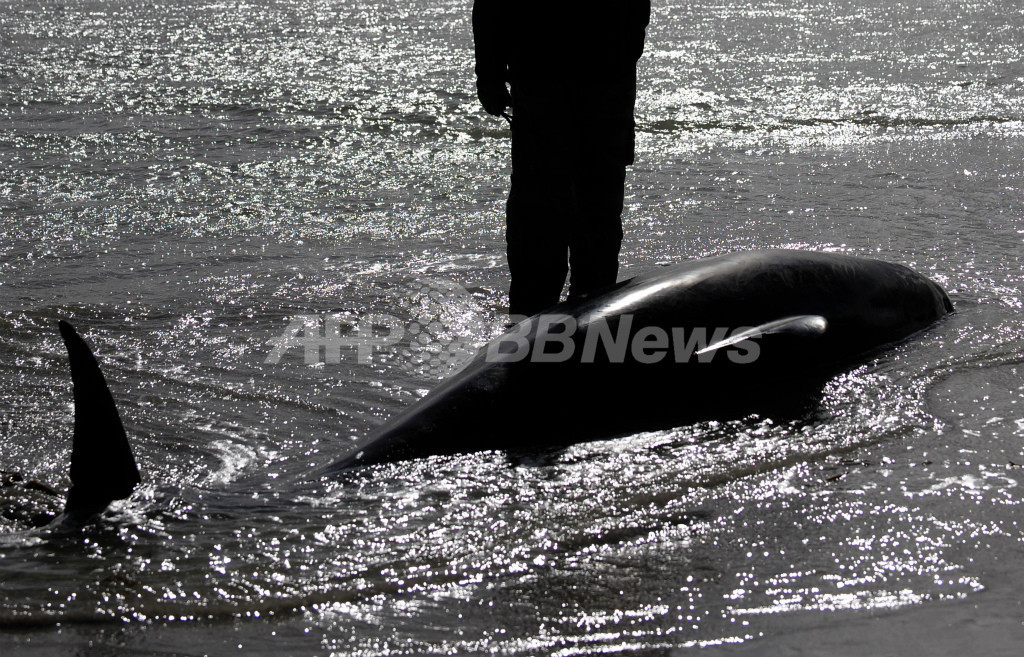フロリダ州でクジラ22頭が座礁、週末に北米地域で3例 フロリダ州でクジラ22頭が座礁、週末に北米地域で3例