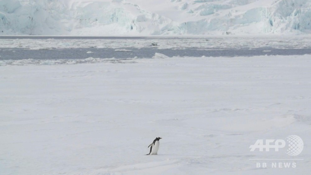 動画 南極で初の20度超え 史上最高気温20 75度を観測 写真1枚 国際