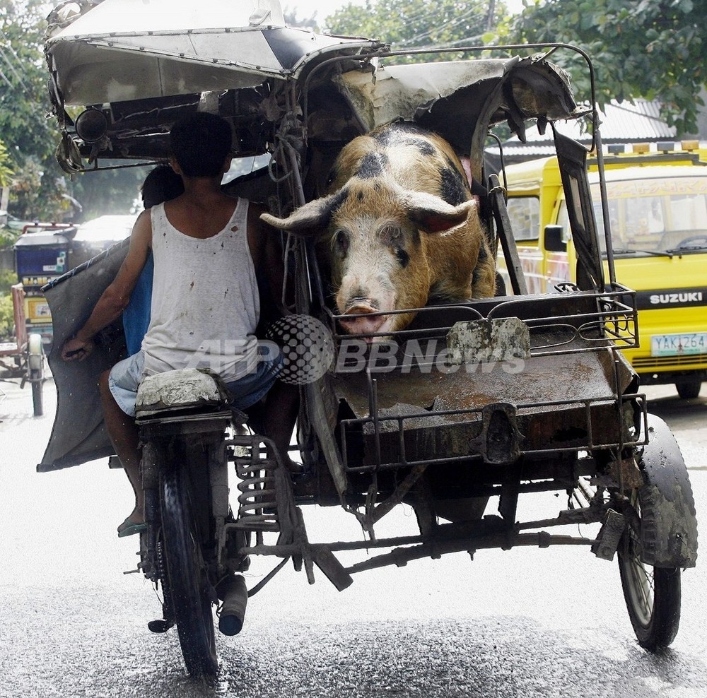 豚からエボラ レストンウイルス検出 フィリピン 写真1枚 国際ニュース Afpbb News