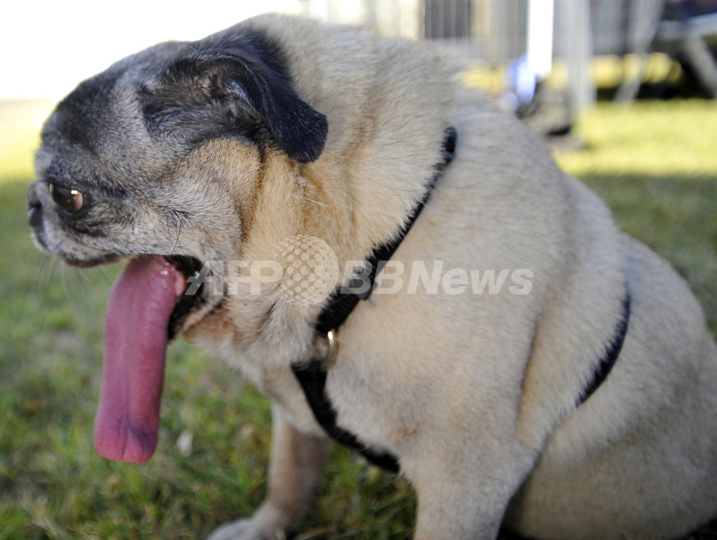 特集 おもしろ動物写真集 癒やし系から仰天系まで 国際ニュース Afpbb News