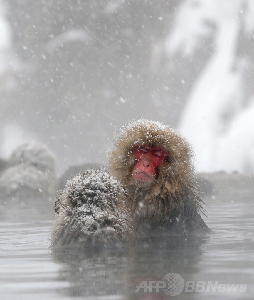 露天風呂を満喫する地獄谷のニホンザルたち