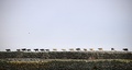 英スコットランド・オークニー諸島ノースロナルドセー島のヒツジ（2021年9月7日撮影）。(c)Adrian DENNIS / AFP
