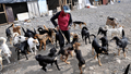 南米チリの首都サンティアゴ（Santiago）が、野良犬の増加に悩まされている。保健当局の推計では、市内をうろつく野良犬は実に25万匹以上。チリ大学（University of Chile）の調べによれば、毎年、市民の40％が野良犬にかまれている。対策として、野良犬を保護し里親を探す活動に取り組んでいる団体もある。

写真は、野良犬150匹を引き取り、サンティアゴ南方50キロにあるランカグア（Rancagua）の自宅で世話をするパトリシア・ソバルソ（Patricia Sobarso）さん（2009年7月9日撮影）。(c)AFP/Martin BERNETTI