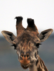 ケニアのマサイマラ（Masai Mara）国立保護区に隣接したOlare Orok保護区で撮影されたキリン（2008年7月30日撮影）。(c)AFP/TONY KARUMBA