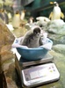 大阪の水族館「海遊館（Osaka Aquarium Kaiyukan）」で、体重測定中の10日に生まれたアデリーペンギンの赤ちゃん（2013年7月26日撮影）。(c)AFP/KAZUHIRO NOGI