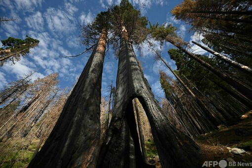 介入か放置か ジャイアントセコイア保護で議論二分 米国 写真23枚 国際ニュース：AFPBB News