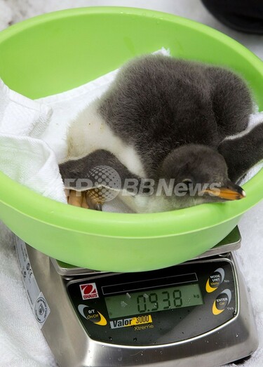 生まれて2週間、赤ちゃんペンギン体重測定 豪 写真2枚 国際ニュース