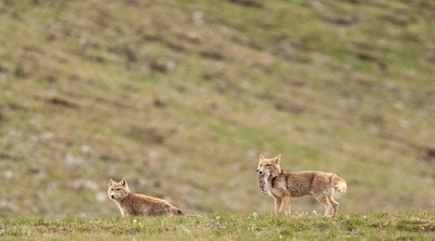 「ユキヒョウの巣」の中の草の根野生動物写真家：邪魔しないことが最も基本的な原則