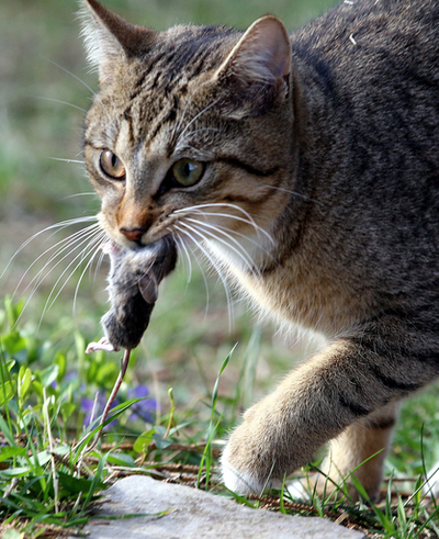 ネズミをゲット！カメラが捉えた猫ちゃんのナイスプレー 独