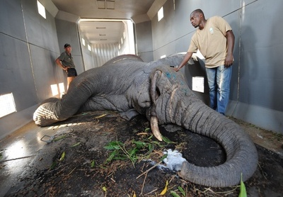 ゾウ数十頭の移住計画、一部実行 コートジボワール