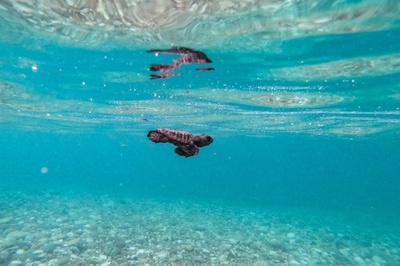 タフな未来へ泳ぎ出す ギリシャのアカウミガメ