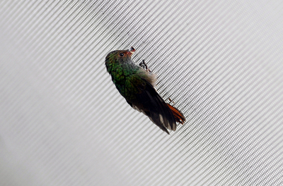 環境破壊の被害者ハチドリ、くちばしがアンテナの金網から抜けず