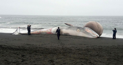 体長15メートルのクジラ打ち上げ チリ