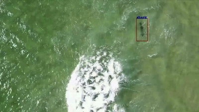 豪グレートバリアリーフ付近でサメ襲撃 女性と子ども負傷 写真1枚 国際ニュース Afpbb News