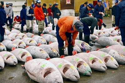 築地でクロマグロに史上2番目の最高値、金融危機もどこ吹く風